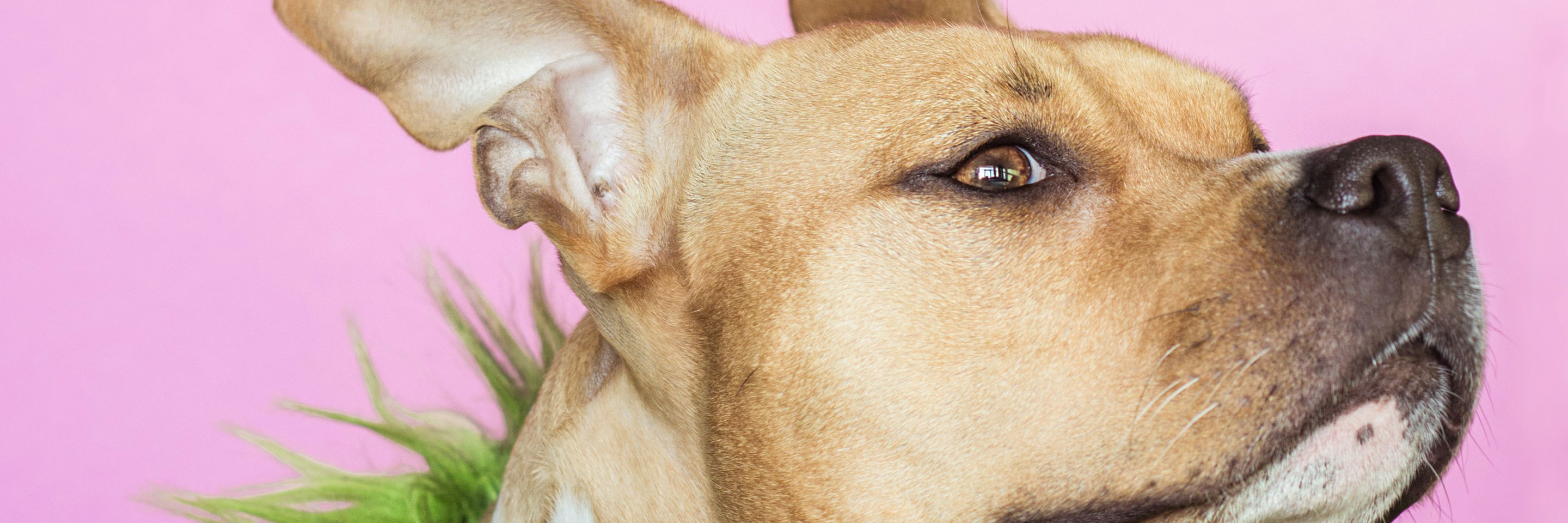 Чтобы собака вкусно пахла и не выцвела шерсть: необычная косметика для животных