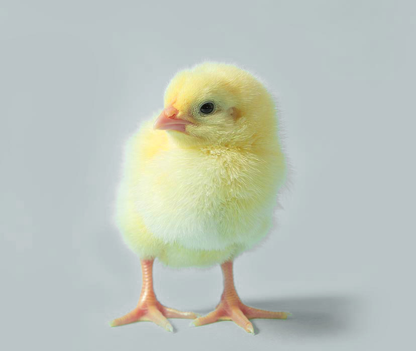 Серый и цыплячий: какие бренды угадали с цветами Pantone 2021? 