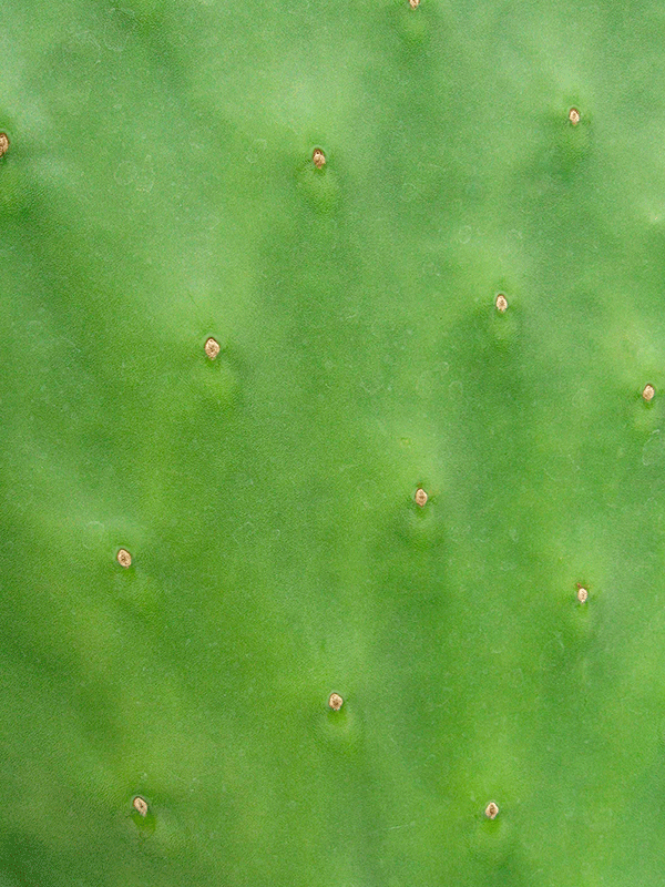 Можно ли делать эпиляцию без проблем? | Flacon