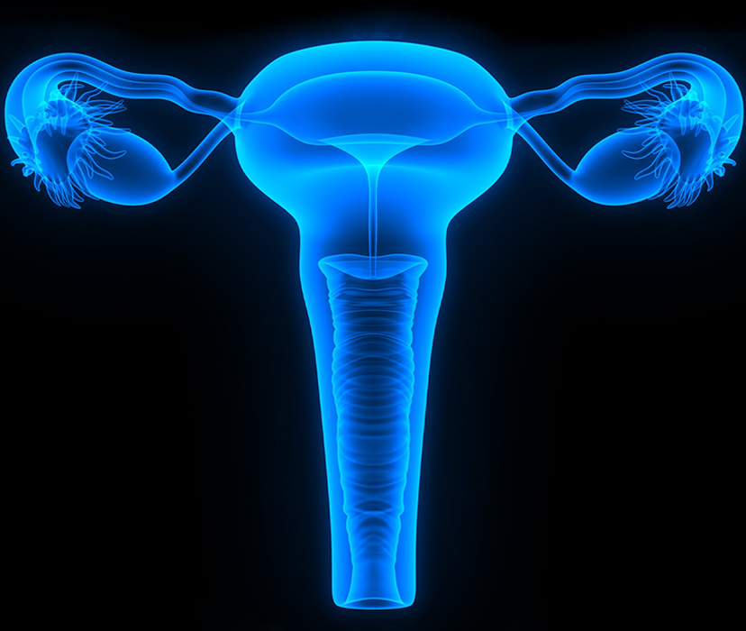 Репродуктивная женская половая система. Женская репродуктивная система. Женская репродуктивная система фото. Женская репродуктивная система спайки. Женская репродуктивная система и голова сатаны.